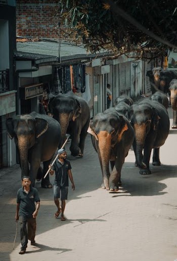 two men walking near black elephants during daytime