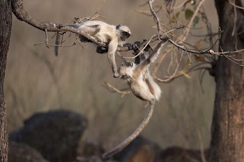 two monkey hanging on tree branches