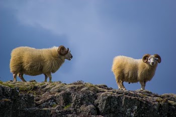 two mountain goats