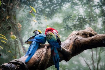 two multicolored parrot on brown wooden trunk surround by green plants