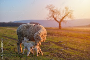 Two newborn lambs and sheep on field in warm sunset light