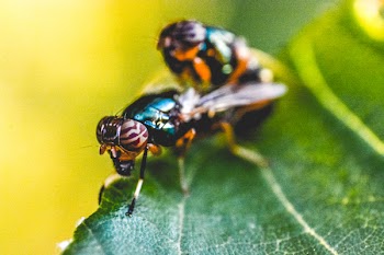 Two Orange-and-blue Mating
