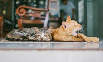 Two Orange and Brown Cats Reclined on Brown Rug