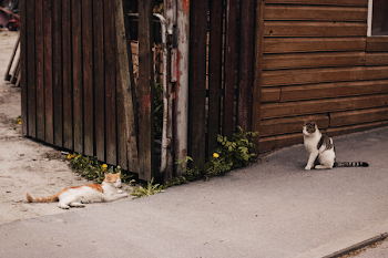 Two Orange and Brown Tabby Cats on Gray Concrete Pavement