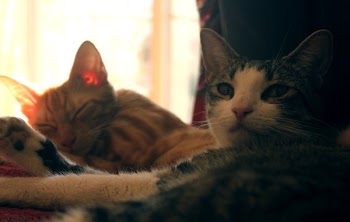 Two Orange and Gray Cat