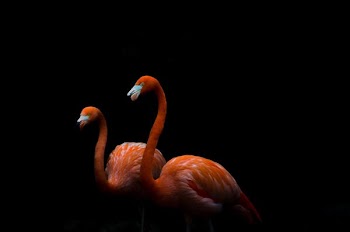 two orange flamingo birds in dark room