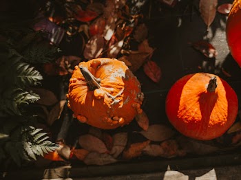 Two Orange Pumpkins