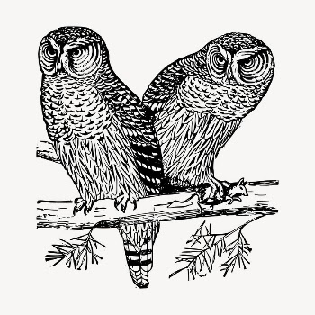 Two owls clipart, vintage hand | Free Vector - rawpixel