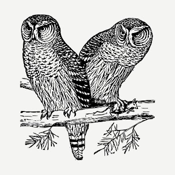 Two owls drawing, vintage illustration | Free PSD - rawpixel