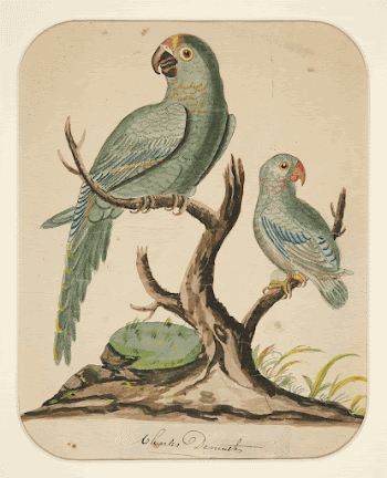 Two Parrots on a Barren | Free Photo - rawpixel