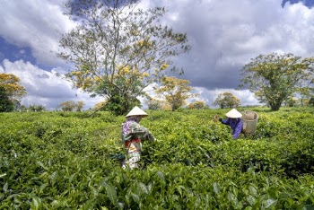 Two People Harvesting 