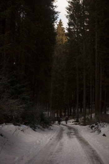 Two People Walking on Pathway Covered by Snow Near Tall Trees