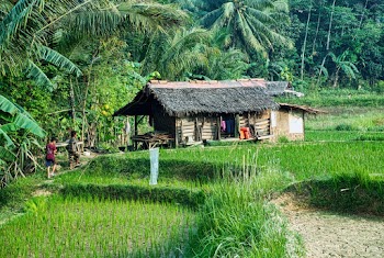 Two People Walking Towards A Nipa Hut In The Rice Fields Surrounded By Thick Vegetation