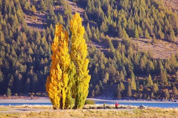Two Person Beside Body of Water Near Pine Trees