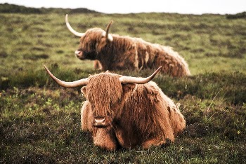 Two pieces of Highland cattle. | Free Photo - rawpixel