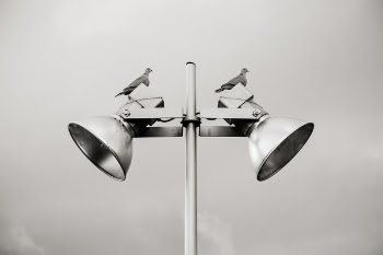Two Pigeon Perched on White Track Light