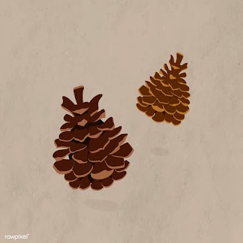 Two pinecone drawings | Free stock vector - 1202851