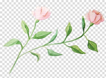 Two pink and green roses art, Watercolour Flowers Garden roses Watercolor painting, Watercolor flowers transparent background PNG clipart