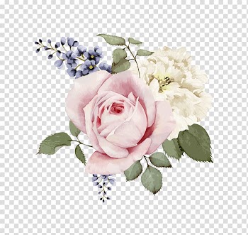 Two pink and white petaled flowers, Rose Flower Painting , Hand-painted watercolor flower transparent background PNG clipart