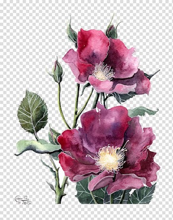 Two pink flowers illustration, Watercolor painting Peony Flower Illustration, Watercolor red peony transparent background PNG clipart