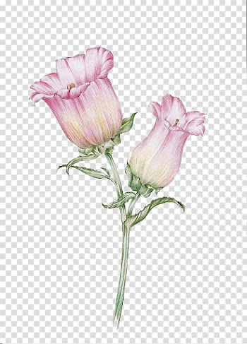 Two pink flowers , Watercolor flowers transparent background PNG clipart
