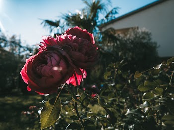 Two Pink Petaled Roses