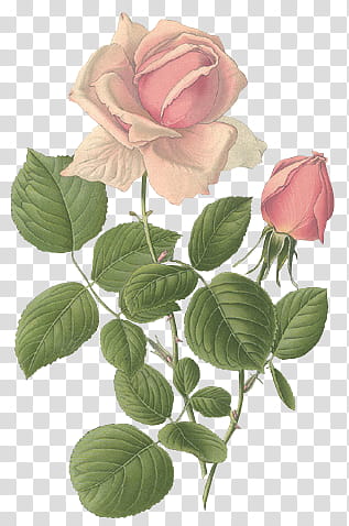 Two pink roses transparent background PNG clipart