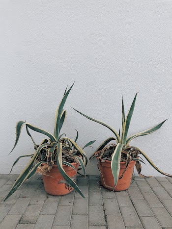 Two Potted Snake Plants