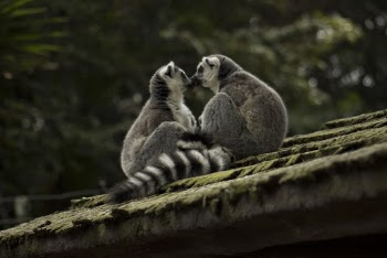 Two Primate on Roof