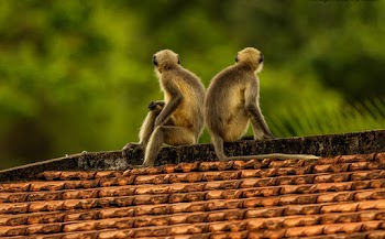 Two primates seated on the roof