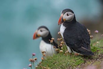 two puffin bird near plants