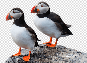 Two Puffins on A Rock transparent PNG - StickPNG