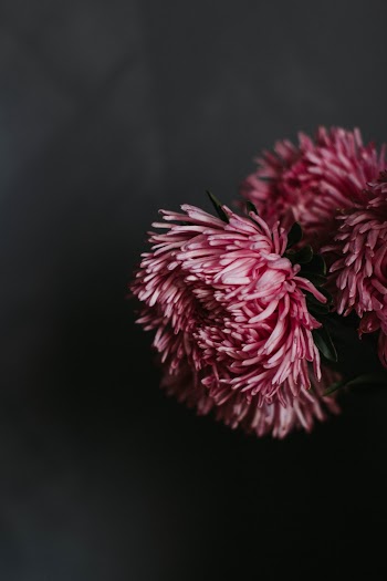 Two Purple and White Flowers
