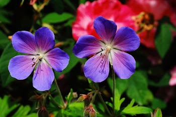 Two Purple Petaled Flowers