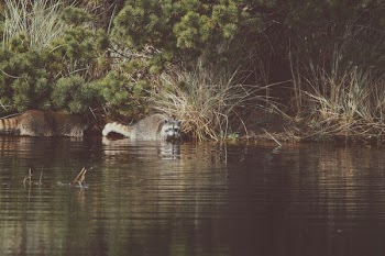 Two Raccoons on Body of Water