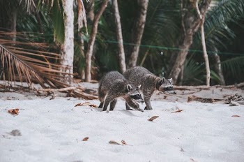 two raccoons walking on sands