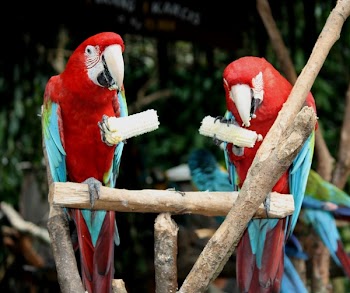 Two Red-and-blue Parrot Standing on Brown Wooden Stick