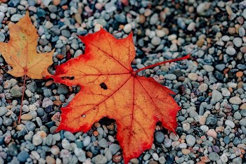 two red and brown maple leaves on gray stones