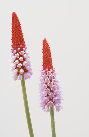Two Red and Purple Petaled Flowers