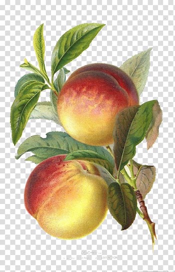 Two red-and-yellow fruits illustration, Peach Plum Botany Botanical illustration Fruit, Renaissance style yellow peaches transparent background PNG clipart