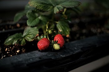 Two Red Berries