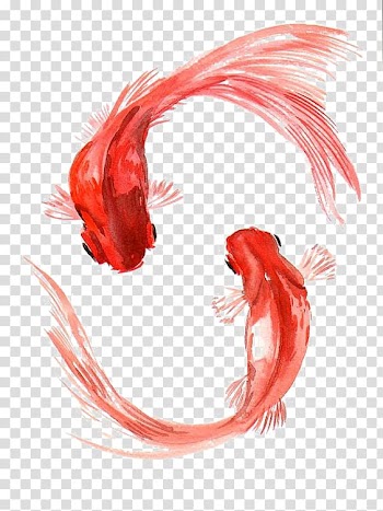 Two red fishes painting, Koi Carassius auratus Watercolor painting Fish, goldfish transparent background PNG clipart