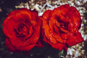 Two Red Flowers