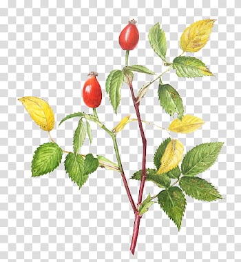, two red fruits transparent background PNG clipart