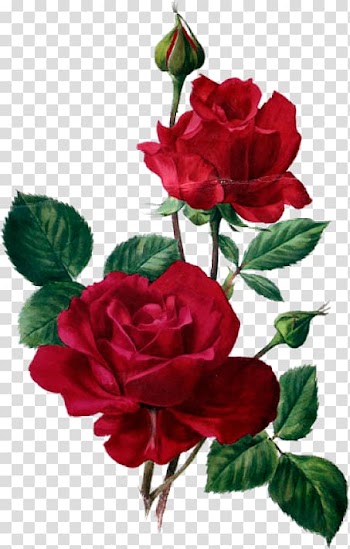 Two red rose flowers, Decoupage Paper Gift Rose Flower, poemas cortos de rosas azules transparent background PNG clipart