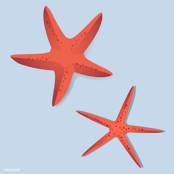 Two Red Starfish Vector Illustrarion | Free stock vector - 390614