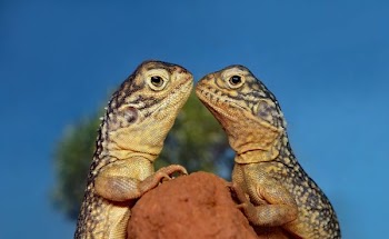 two rifles kissing