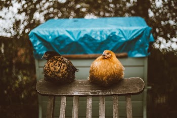 Two Roosters on Brown Wooden Windsor Chair