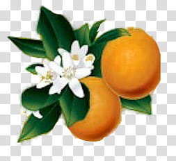 , two round orange fruits transparent background PNG clipart
