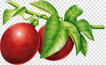 Two round red fruits illustration, Vintage Plum transparent background PNG clipart